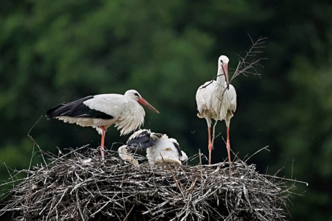 White stork (Ciconia ciconia), pair with nesting material in beak with two chicks standing on