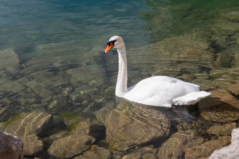 Mute swan (Cygnus olor) on the northern shore of Lake Walen, Amden, St. Gallen, Switzerland, Europe