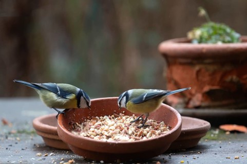 Blue tits (Cyanistes caeruleus) fetch food from a flower bowl, Bavaria, Germany, Europe