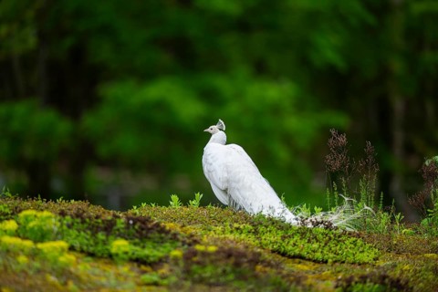 Indian peafowl (Pavo cristatus) on a meadow, portrait, Germany, Europe