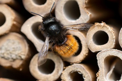 Horned mason bee (Osmia cornuta), at its nesting tube, insect hotel, Oberhausen, Ruhr area, North