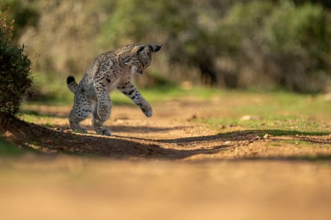 Lynx pardinus, young male, jumping, La Mancha, Spain, Europe