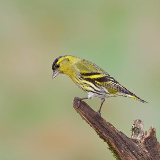 Siskin (Carduelis spinus), male sitting on a branch overgrown with moss, Wilnsdorf, North