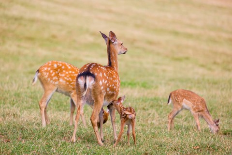 A Dybowski calf (Cervus nippon hortulorum) stands close to its mother in a green meadow