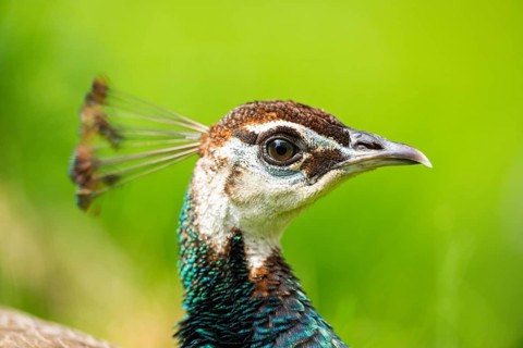 Indian peafowl (Pavo cristatus) on a meadow, portrait, Germany, Europe