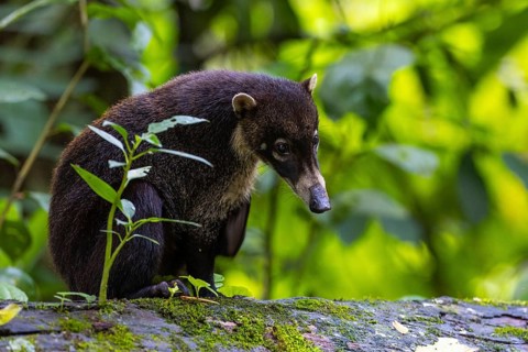 Coati (Nasua narica) sitting on a tree trunk, Mammals (Mammalia), Alajuela, Costa Rica, Central
