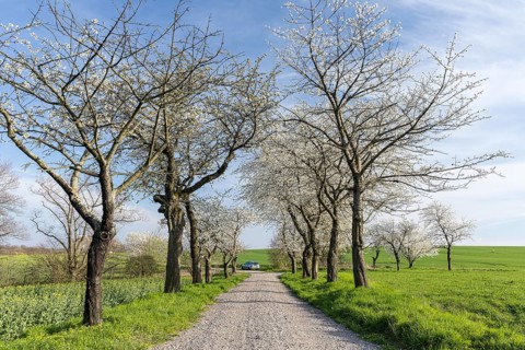 Old cherry tree avenue (Prunus) in bloom, Klipphausen, Saxony, Germany, Europe