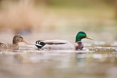 Wild duck (Anas platyrhynchos) couple swimming on a lake, Bavaria, Germany, Europe