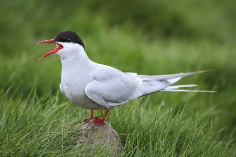 Arctic tern (Sterna paradisaea) with open beak, on a rock, Iceland, Europe