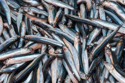 Large quantity of silver fish, lying close together, fresh and shiny, sprats, market, Nafplio,