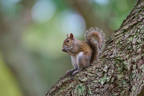 American grey squirrel (Sciurus carolinensis), sitting on a tree, in a green environment, Pembroke