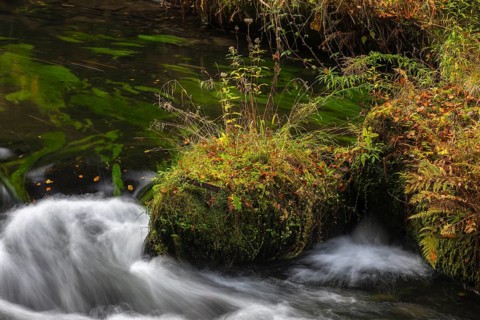 Flowing water with ferns and rocks in the Edmunds Gorge in autumn. River Kamnitz, Hrensko, Ustecky