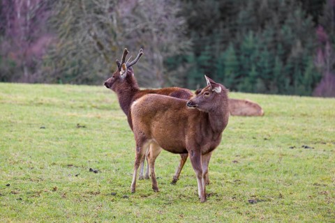 A female sambar deer and a stag (Rusa unicolor) stand in a meadow
