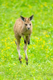 Eastern grey kangaroo (Macropus giganteus) on a meadow, Bavaria, Germany, Europe