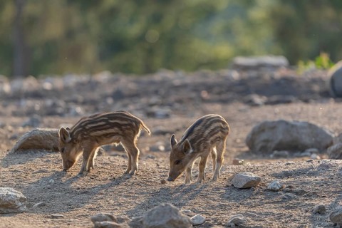 Two piglet wild boar or wild pig (Sus scrofa) walking over an opening with a green forest in the