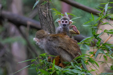 One female Central American squirrel monkey, Saimiri oerstedii, carrying her baby. Green vegetation