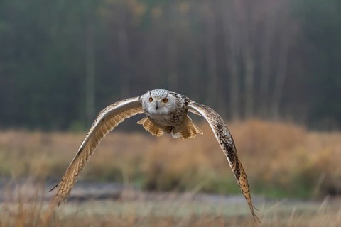 One Siberian Eagle Owl (Bubo bubo sibiricus) flying over tall reed grass lakeshore on an autumnal