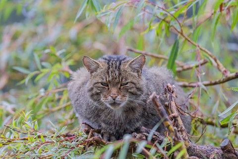 One European wildcat, Felis silvestris silvestris, resting in a green weeping willow tree. Green