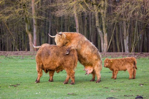 A Highland Cow (Bos (primigenius) in heat mounts a bull