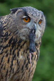Portrait of an Eurasian Eagle Owl, Bubo bubo. Swallowing a dark grey mouse. Green vegetation in the