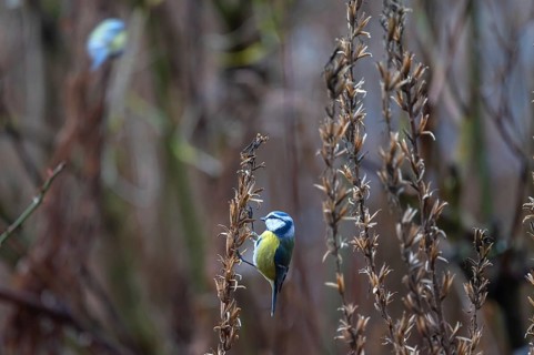 Great tit (Parus major) at the seed head of an evening primrose, Bavaria, Germany, Europe