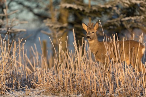 Roe deer standing in hoar frosted dead stinging nettle at minus 15 °C at sunrise. Trees and dead