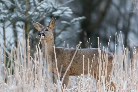 Roe deer standing in hoar frosted dead stinging nettle at minus 15 °C at sunrise. Licking off the