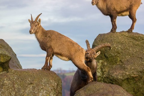 Two ibex (Capra ibex), a male and a female, stand on a rock. The male shows some flehming and