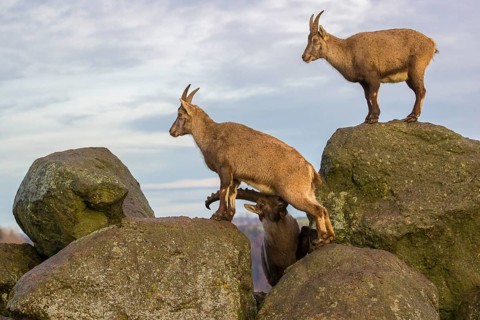 Two ibex (Capra ibex), a male and a female, stand on a rock. The male shows some flehming and