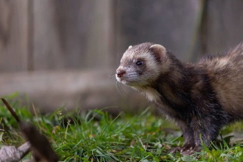 One male ferret (Mustela putorius furo) walking on grass along a wooden fence