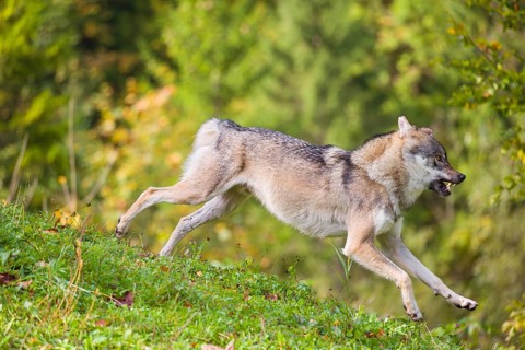 A eurasian gray wolf (Canis lupus lupus) runs across a meadow down a hill. Early morning light