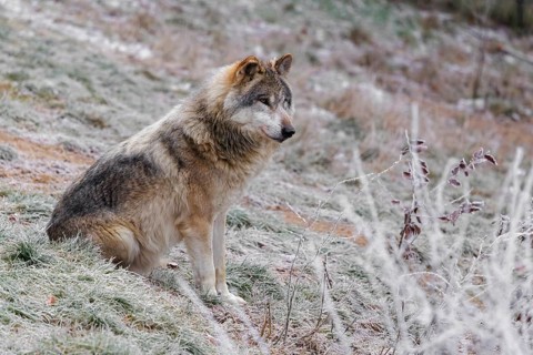An adult male grey wolf (Canis lupus lupus) sits on a sloping, hoarfrost-covered meadow at the edge