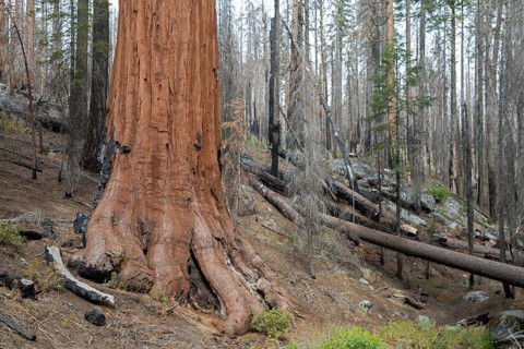 Yosemite National Park, California - The Mariposa Grove of Giant Sequoias (Sequoiadendron