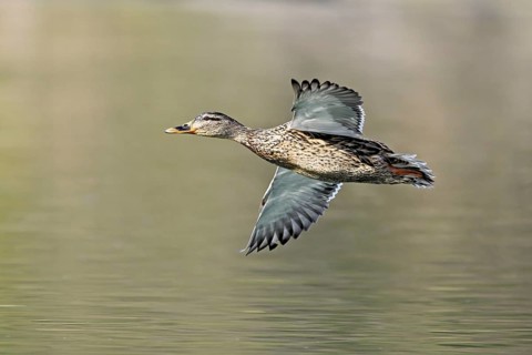 Mallard (Anas platyrhynchos), female in flight, Flachsee, nature reserve, Reusstal, Canton Aargau,