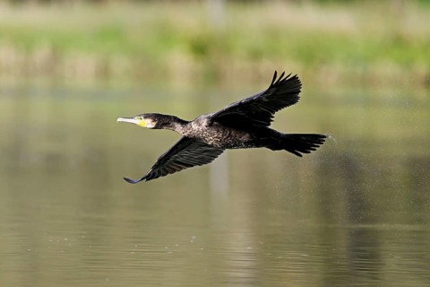 Cormorant (Phalacrocorax carbo), in flight, shallow lake, nature reserve, Reuss valley, Canton
