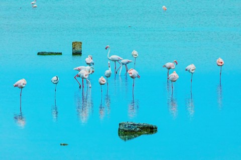 Flamingoes, Vendicari, Noto Valley, Sicily, Italy, Europe