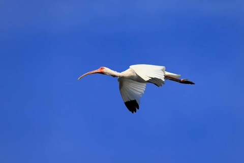Snowy Ibis, (Eudocimus albus), adult, flying, St. Augustine, Florida, USA, North America
