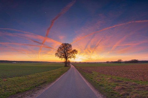 View along a road to a solitary tree in an agricultural environment with blue sky streaked with