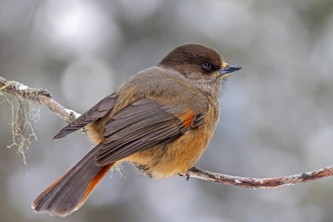 Siberian jay (Perisoreus infaustus, Corvus infaustus) perched in tree in snow covered taiga in