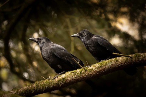 Raven crows (Corvus corone), two, sitting next to each other on a thick mossy branch, both looking