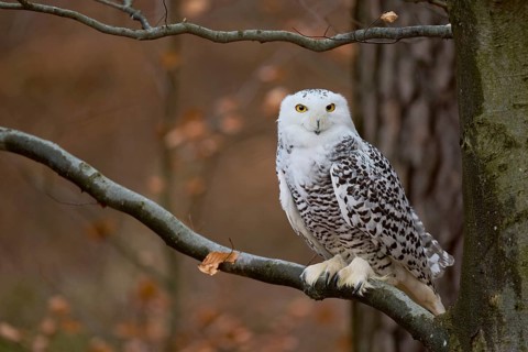 Snowy owl on branch (Bubo scandiacus) captive, Czech Republic, Europe