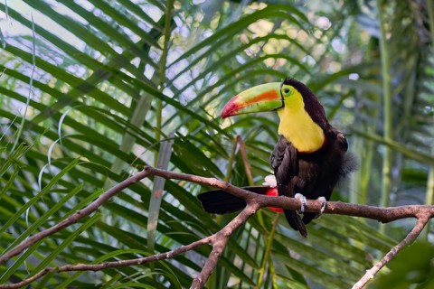 Fishing toucan (Ramphastos sulfuratus) Costa Rica