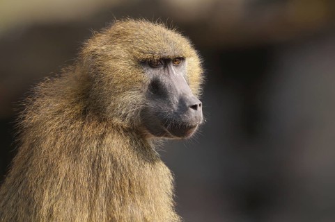 A baboon in profile showing its distinctive fur structure, Guinea baboon (Papio papio), captive,