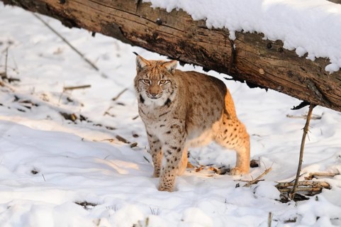 A lynx under a tree trunk in the snow, its eyes fixed on the observer, Carpathian lynx (Lynx lynx