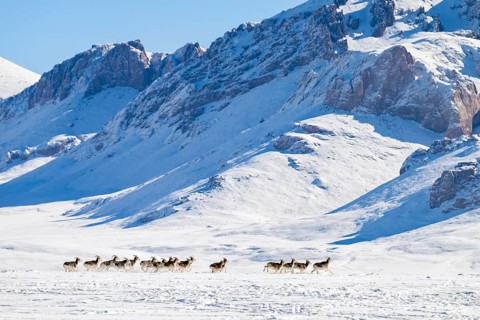 Marco Polo sheep (Ovis ammon polii) in snowy habitat, Pamir-Argali, Pamir wild sheep, Pamir