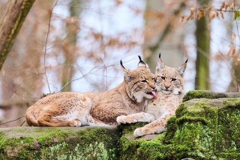 Eurasian lynx (Lynx lynx) mother with her youngster lying on a rock, Bavaria, Germany, Europe