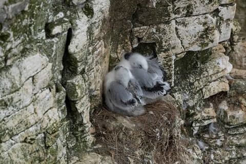 Black-legged kittiwake (Rissa tridactyla) two juvenile baby birds on a nest on a cliff ledge,