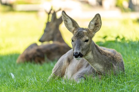 Deer at the Vienna Central Cemetery, Vienna, Austria, Europe