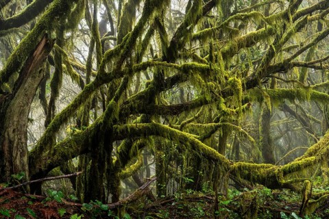 Laurel trees with mosses and lichens. Garajonay National Park, La Gomera, Canary Islands, Spain,