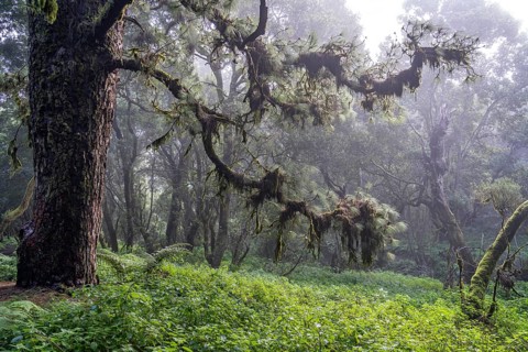 Laurel forest in the fog near La Llanía on El Hierro, Canary Islands, Spain, Europe